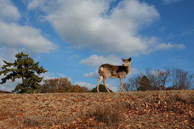 Giraffe standing on field against sky