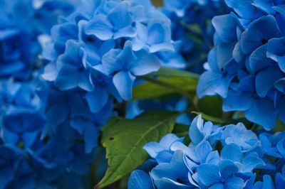Close-up of purple hydrangea blooming outdoors