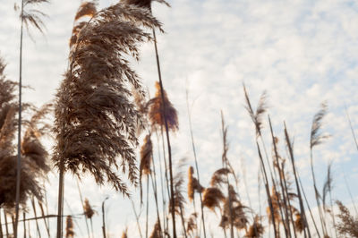 Close-up of reed grass against sky