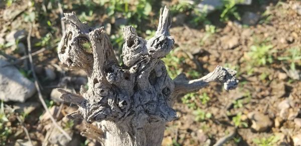 Close-up of dead tree on field