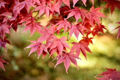 Close-up of maple leaves
