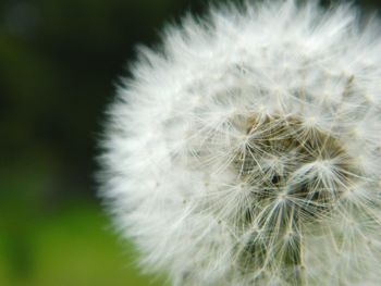 Close-up of dandelion flower