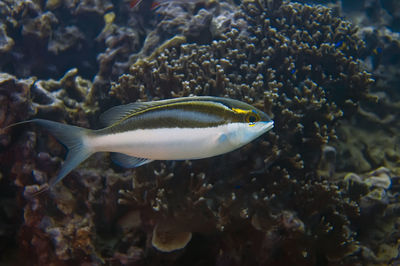 Close-up of fish swimming in sea