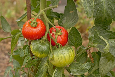 Close-up of cherries on plant