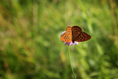 Close-up of butterfly pollinating on flower