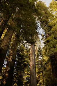 Low angle view of pine trees in forest