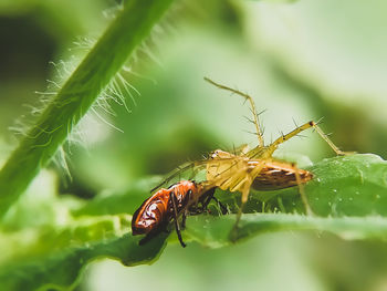 Close-up of insect on leaf