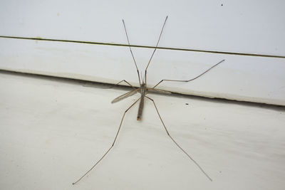 Close-up of spider on floor