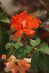 Close-up of orange flowering plant