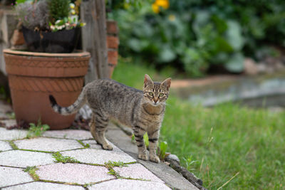 Portrait of tabby cat on wall