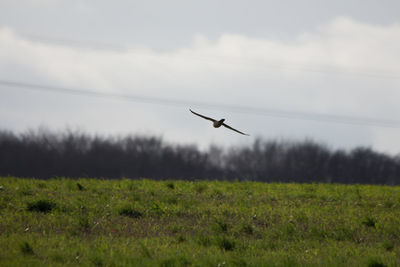 Bird flying over field against sky
