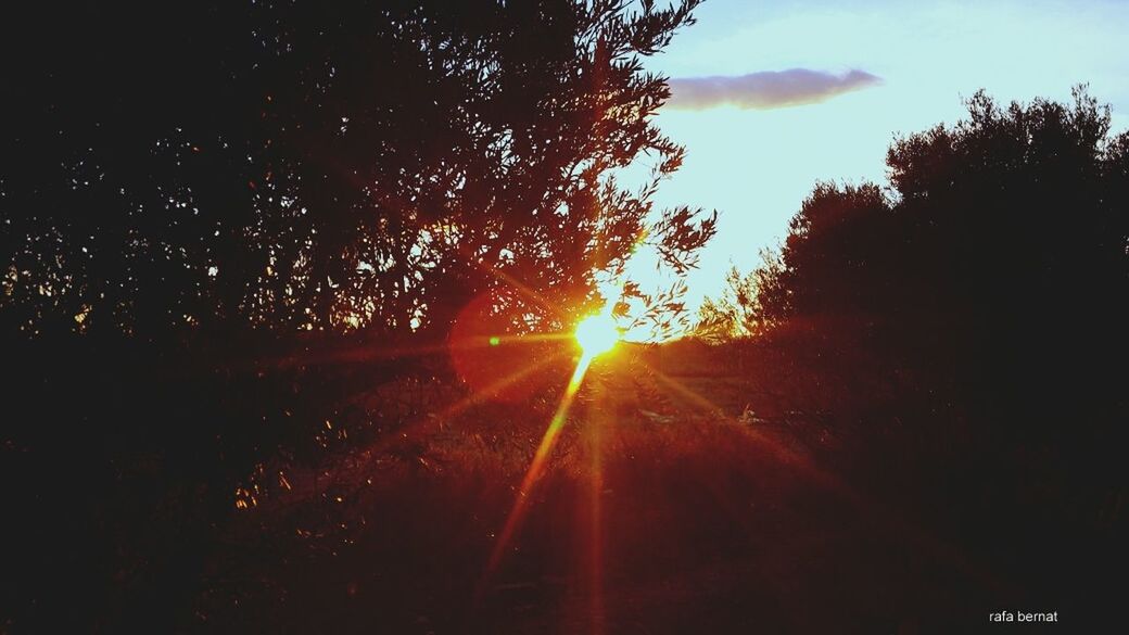 SUN SHINING THROUGH TREES