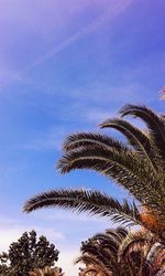 Low angle view of palm trees against blue sky