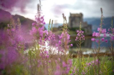 Close-up of purple flowering plants on field