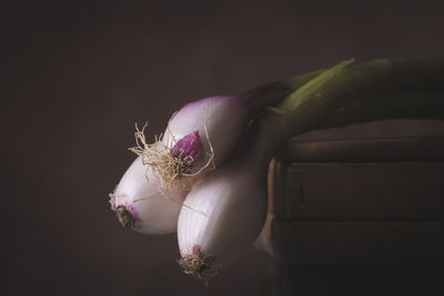 Close-up of pink flower on table against black background