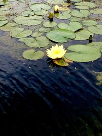 High angle view of lotus water lily in pond