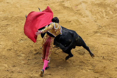 Bull and man on a bullfight