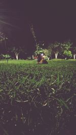 Plant growing on grassy field at night