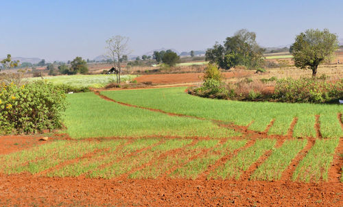 Scenic view of agricultural field against sky