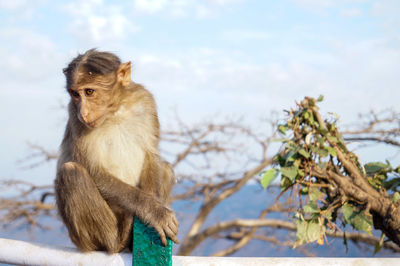 Close-up of monkey on branch against sky