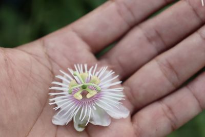 Close-up of woman hand holding small flower