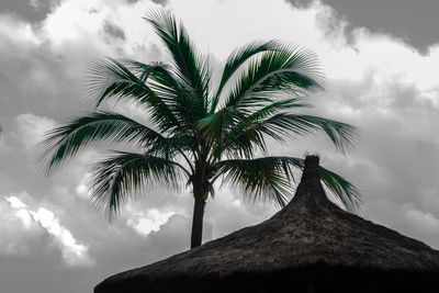 Low angle view of palm trees against sky