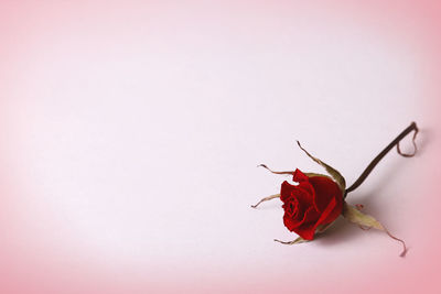 Close-up of red rose against white background