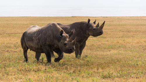 Horses standing in a field