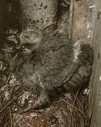 Close-up of a bird