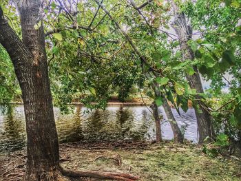 Reflection of trees in water