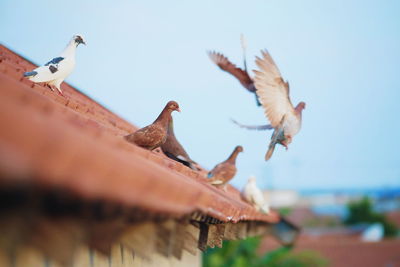 Low angle view of seagulls flying against sky