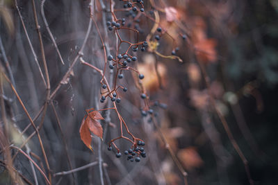 Close-up of dry leaves hanging on branch