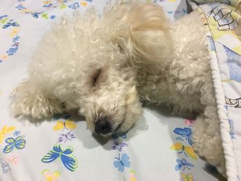 High angle view of dog lying on sofa