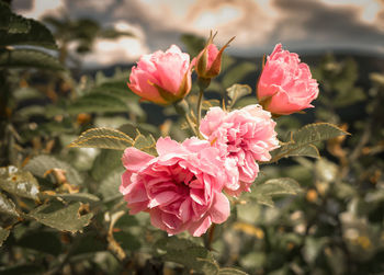Close-up of pink flowers blooming outdoors