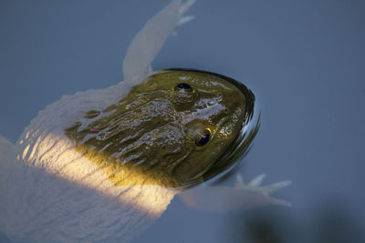 Close-up of fish swimming in lake