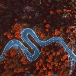 High angle view of road amidst trees during autumn