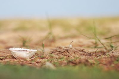 Close-up of shell on field