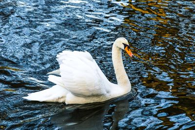 Swan floating on lake