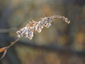 Close-up of frozen flower tree