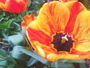 Close-up of orange flower blooming outdoors