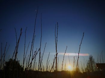 Low angle view of silhouette plants on field against sunset sky