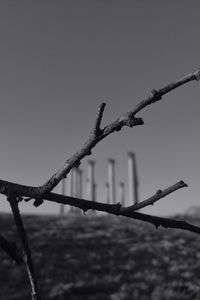 barbed wire
