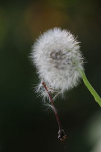 Close-up of dandelion against blurred background