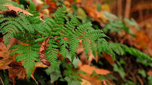 Green fern leaves, natural floral fern in forest. natural thickets, floral abstract background. 