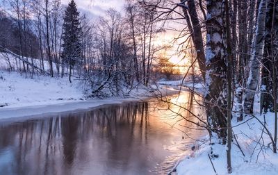 Reflection of bare trees in water