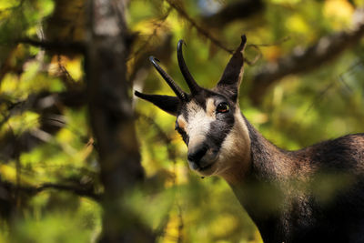 Close-up of deer on land