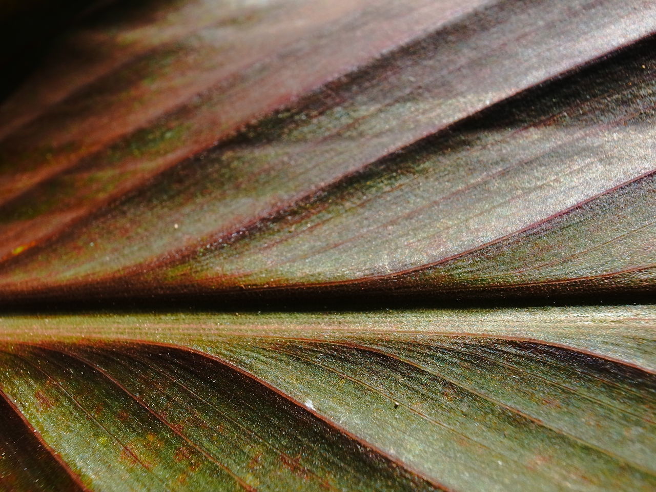 FULL FRAME SHOT OF FRESH GREEN PLANT