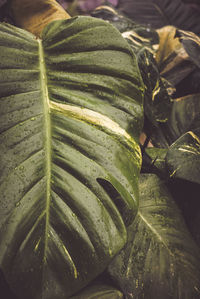 Close-up of green leaves