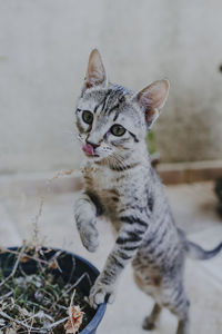 Funny kitty standing on potted plants