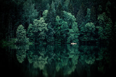 Trees by lake in forest